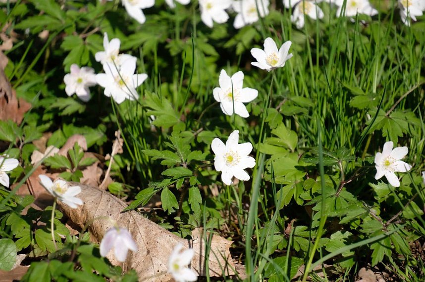 Peter Blei auf Osterspaziergang