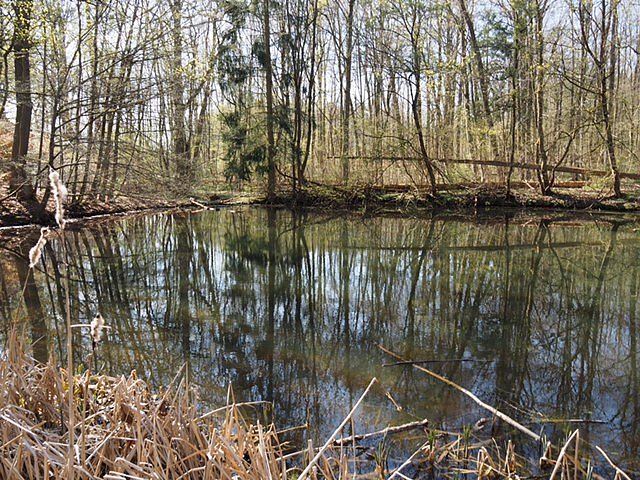 Auf dem Baumkronenpfad
