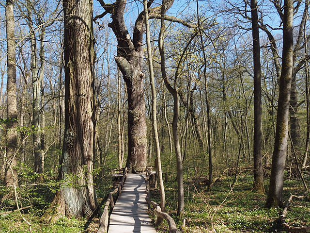 Auf dem Baumkronenpfad