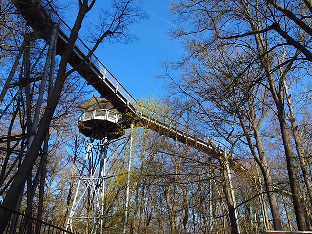 Auf dem Baumkronenpfad