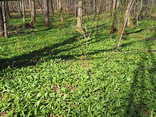 Auf dem Baumkronenpfad