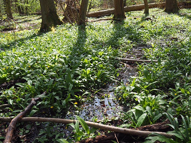 Auf dem Baumkronenpfad