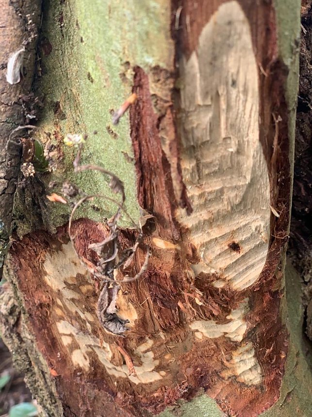 Hier ist der Biber zuhause