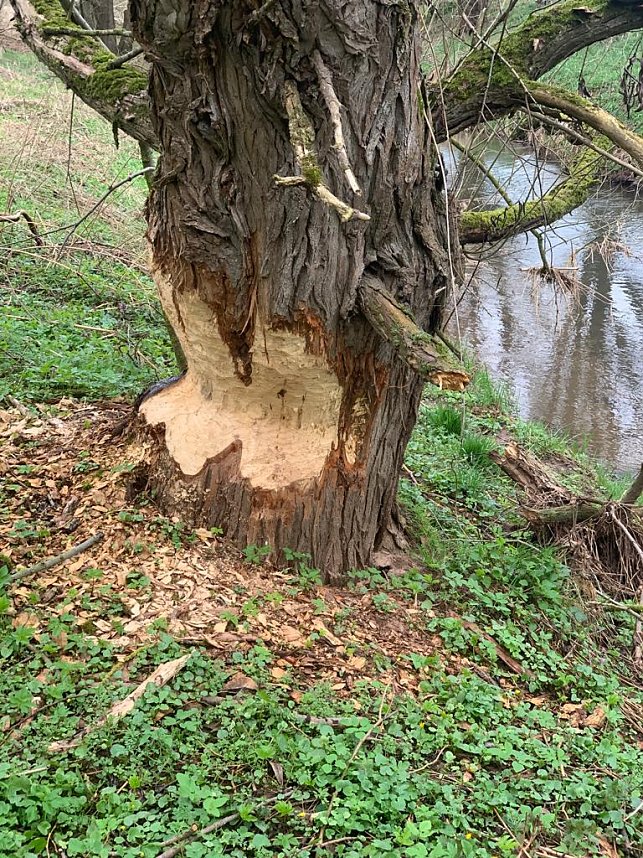 Hier ist der Biber zuhause