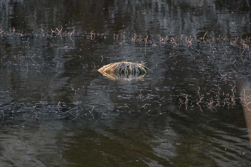 Abendspaziergang mit neuem Objektiv