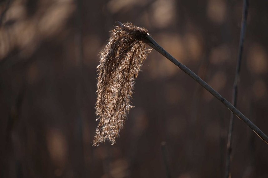 Abendspaziergang mit neuem Objektiv