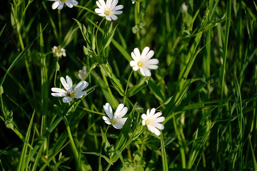 Abendspaziergang mit neuem Objektiv