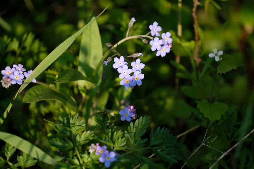 Abendspaziergang mit neuem Objektiv