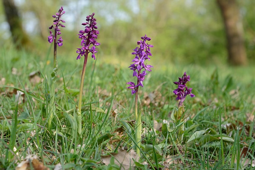 Der Fotowettbewerb soll die Pflanzenwelt in den Fokus nehmen
