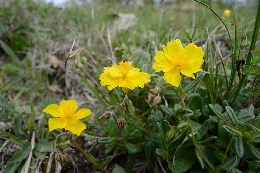 Der Fotowettbewerb soll die Pflanzenwelt in den Fokus nehmen