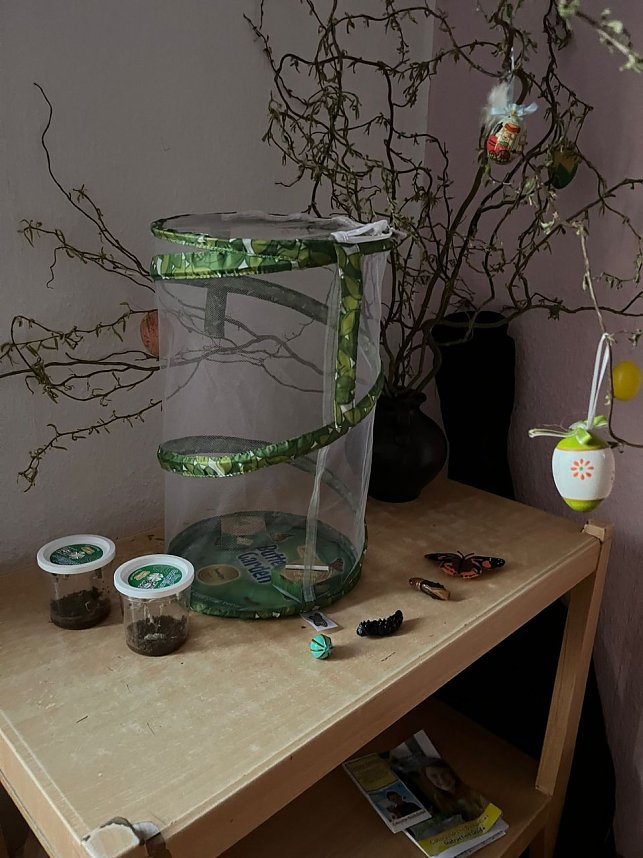 Schmetterlingsprojekt im Kindergarten