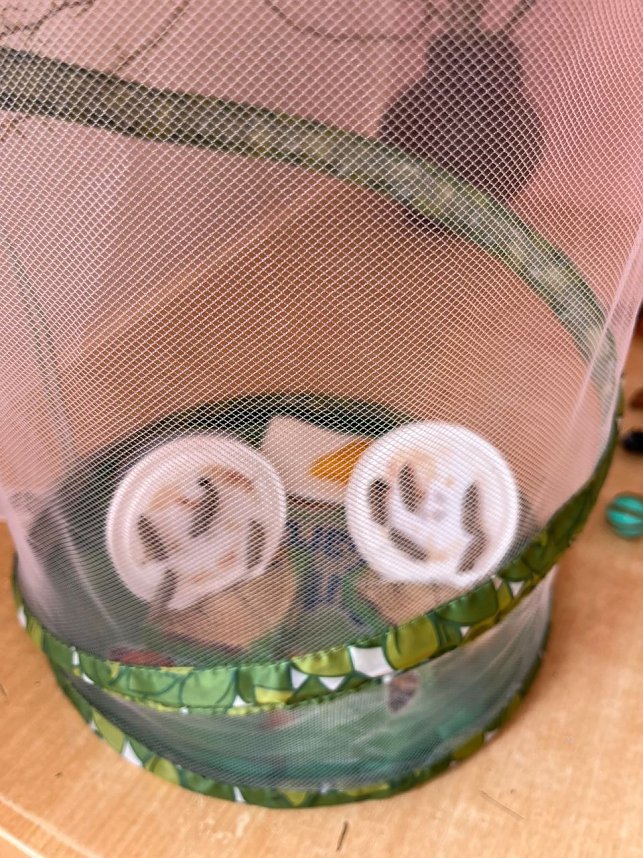 Schmetterlingsprojekt im Kindergarten