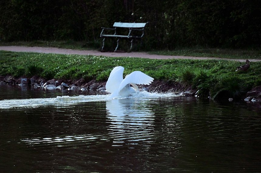 Sie br&uuml;ten noch!