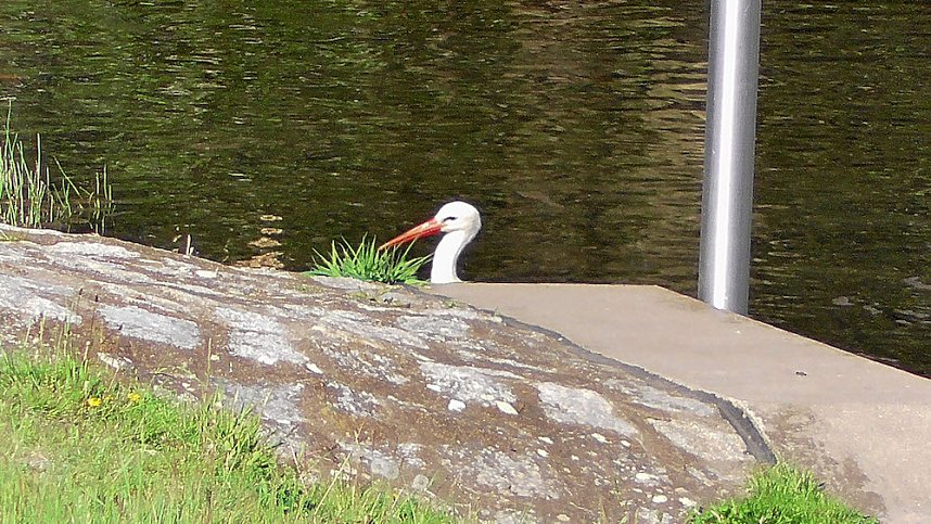 Storchenpaar in Kelbra