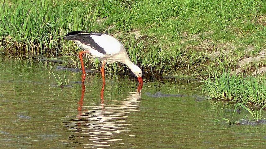 Storchenpaar in Kelbra