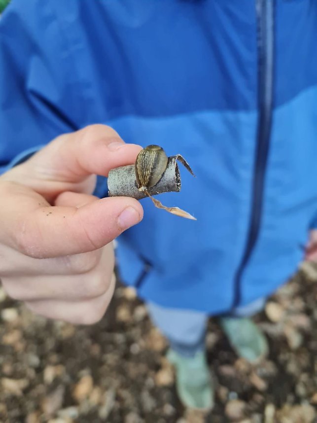 Waldprojekt im Kindergarten