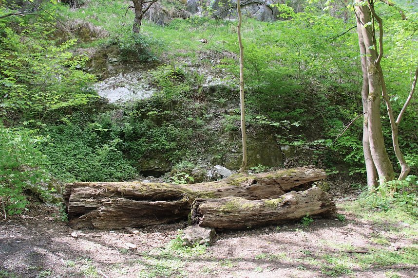 Auf dem Feuersalamanderpfad