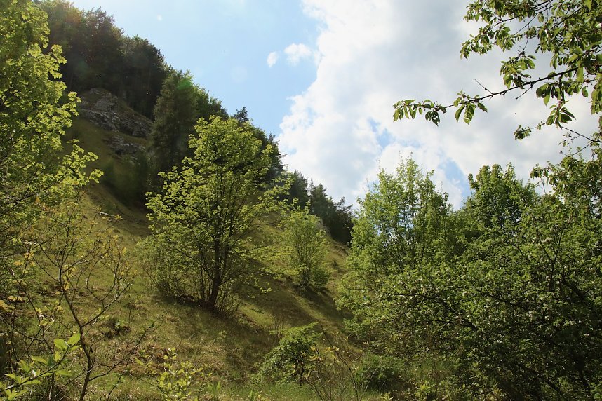 Auf dem Feuersalamanderpfad