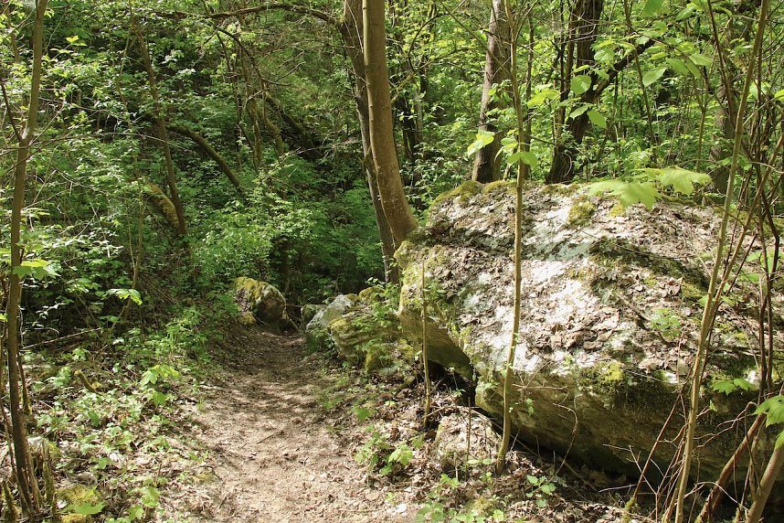 Auf dem Feuersalamanderpfad