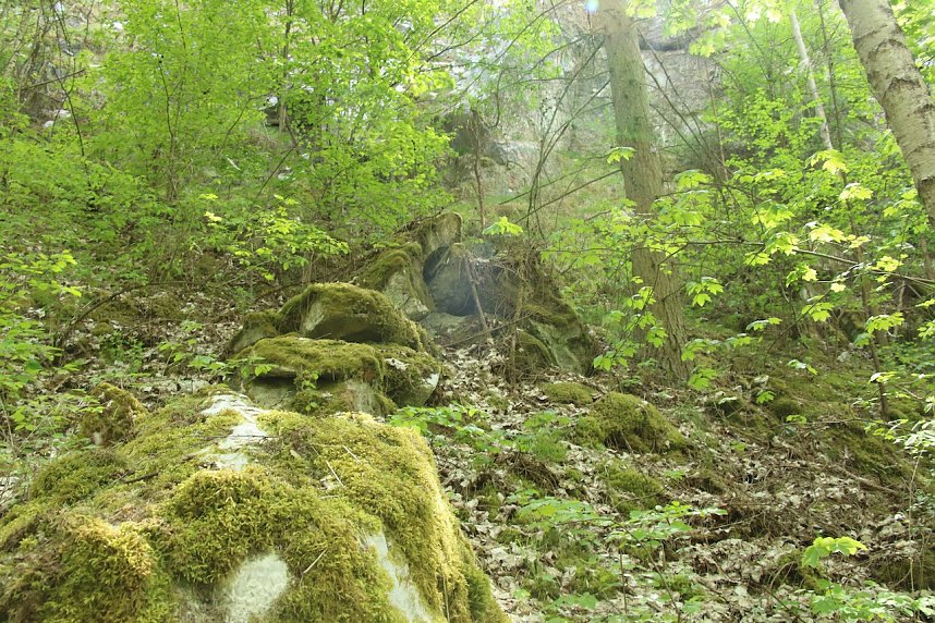 Auf dem Feuersalamanderpfad