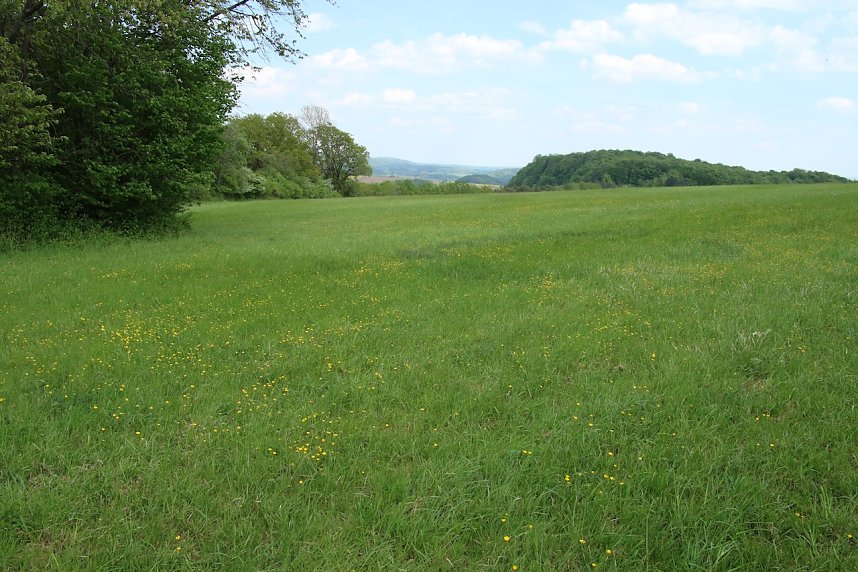 Auf dem Feuersalamanderpfad