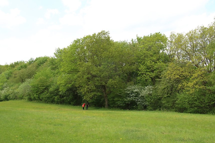 Auf dem Feuersalamanderpfad