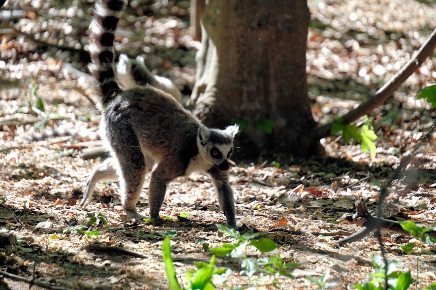 Peter Blei unterwegs im Affenpark