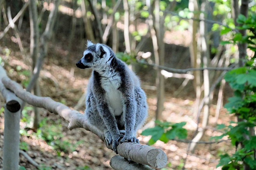 Peter Blei unterwegs im Affenpark