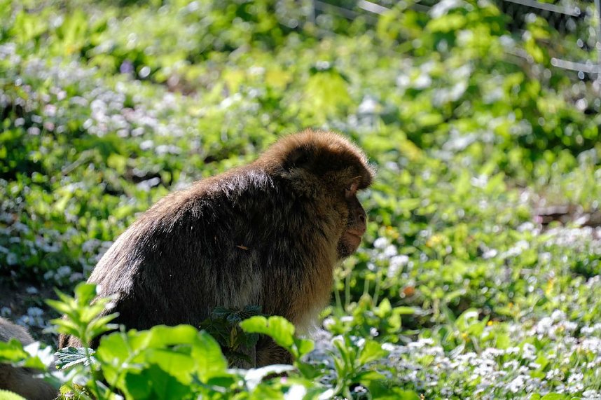 Peter Blei unterwegs im Affenpark