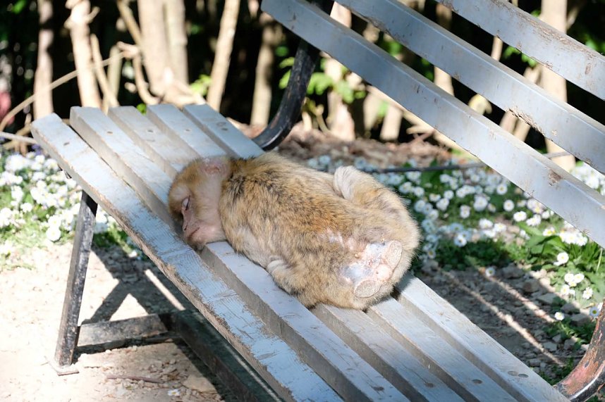 Peter Blei unterwegs im Affenpark