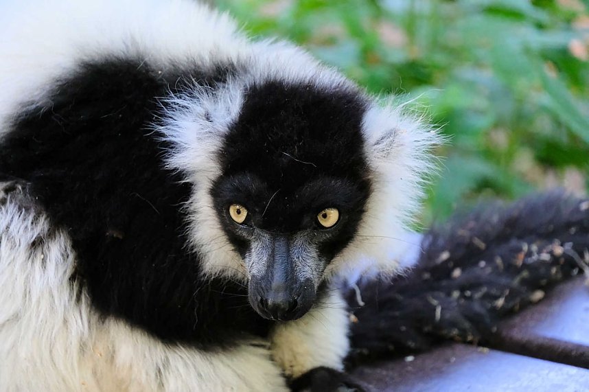 Peter Blei unterwegs im Affenpark