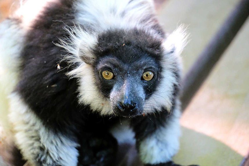 Peter Blei unterwegs im Affenpark
