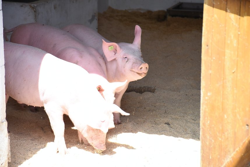 Hoffest der Van Asten Tierzucht