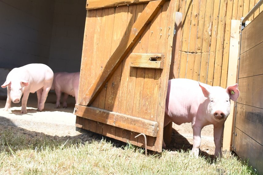Hoffest der Van Asten Tierzucht