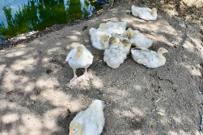 Hoffest der Van Asten Tierzucht