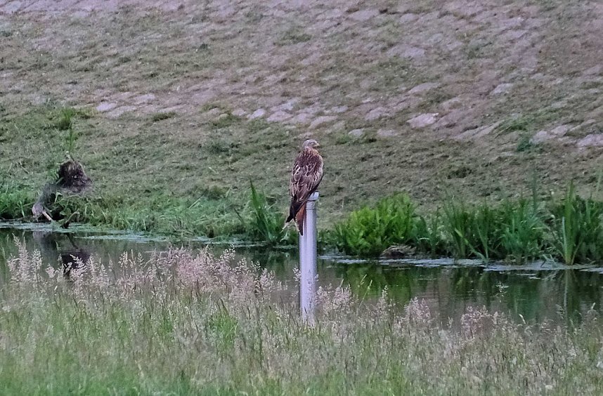 Peter Blei unterwegs am Stausee Kelbra
