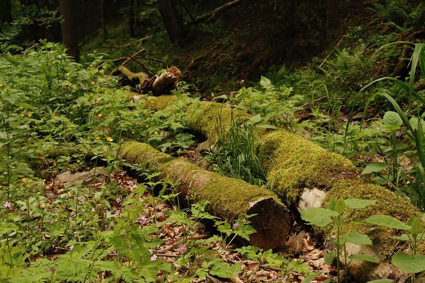 Christi Himmelfahrt im S&uuml;dharz