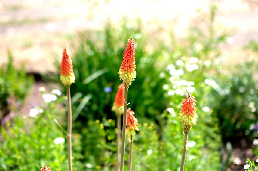 Entdeckungen auf dem Nordh&auml;user Petersberg