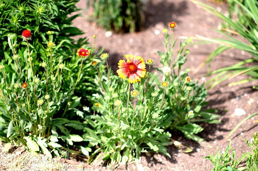 Entdeckungen auf dem Nordh&auml;user Petersberg