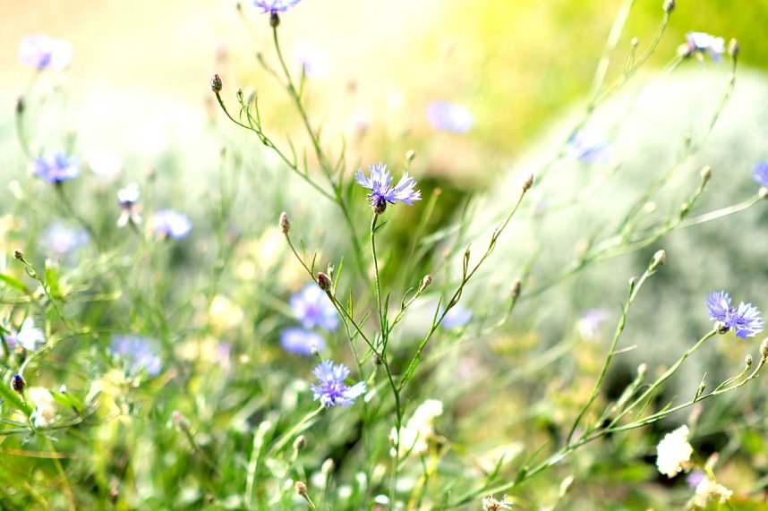 Entdeckungen auf dem Nordh&auml;user Petersberg