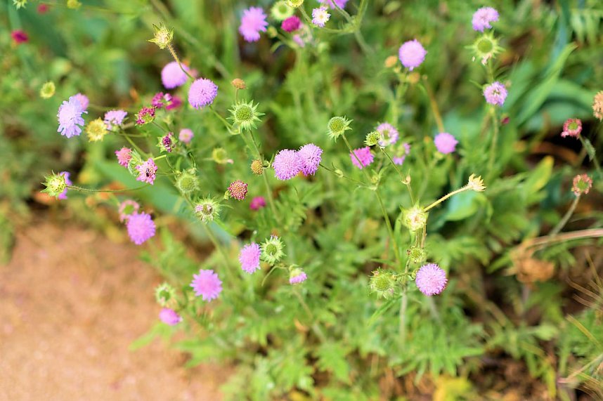 Entdeckungen auf dem Nordh&auml;user Petersberg
