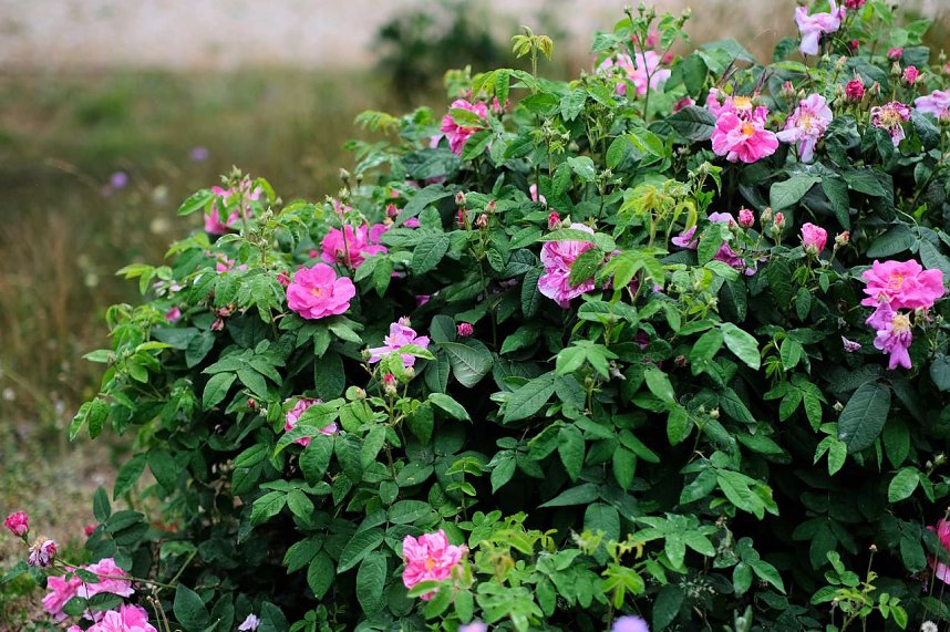 Entdeckungen auf dem Nordh&auml;user Petersberg