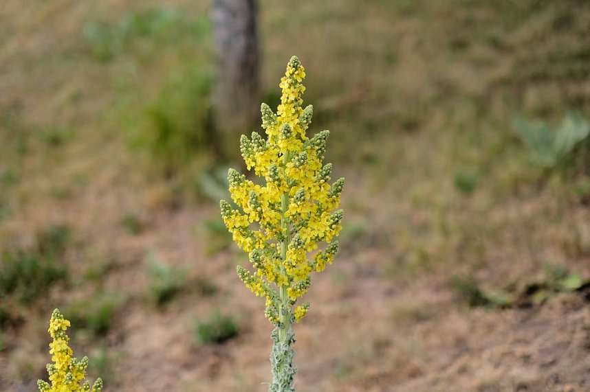 Entdeckungen auf dem Nordh&auml;user Petersberg