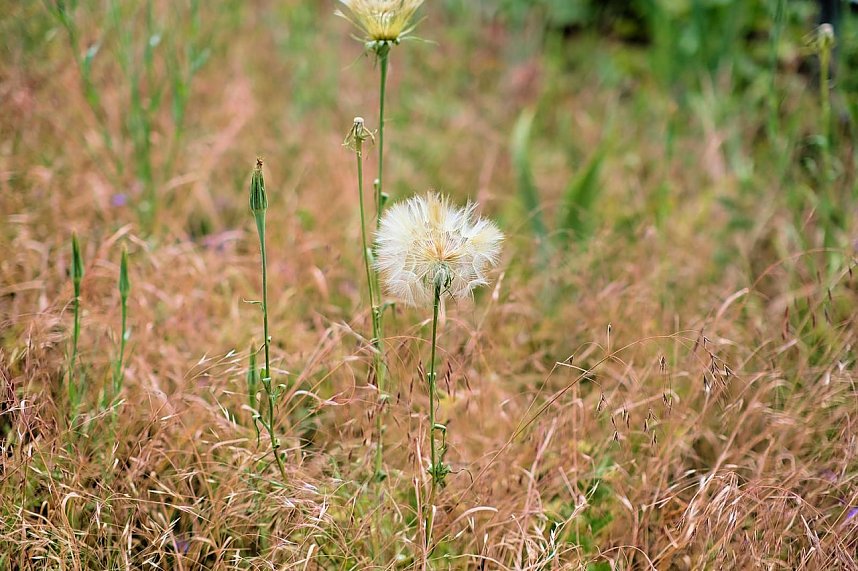 Entdeckungen auf dem Nordh&auml;user Petersberg