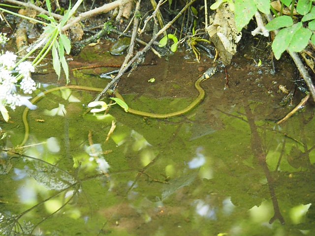 Auf dem Feuersalamanderpfad