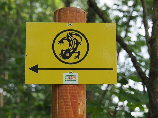 Auf dem Feuersalamanderpfad