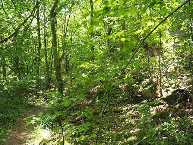 Auf dem Feuersalamanderpfad