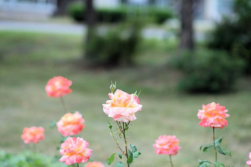 95. Jahre Rosengarten