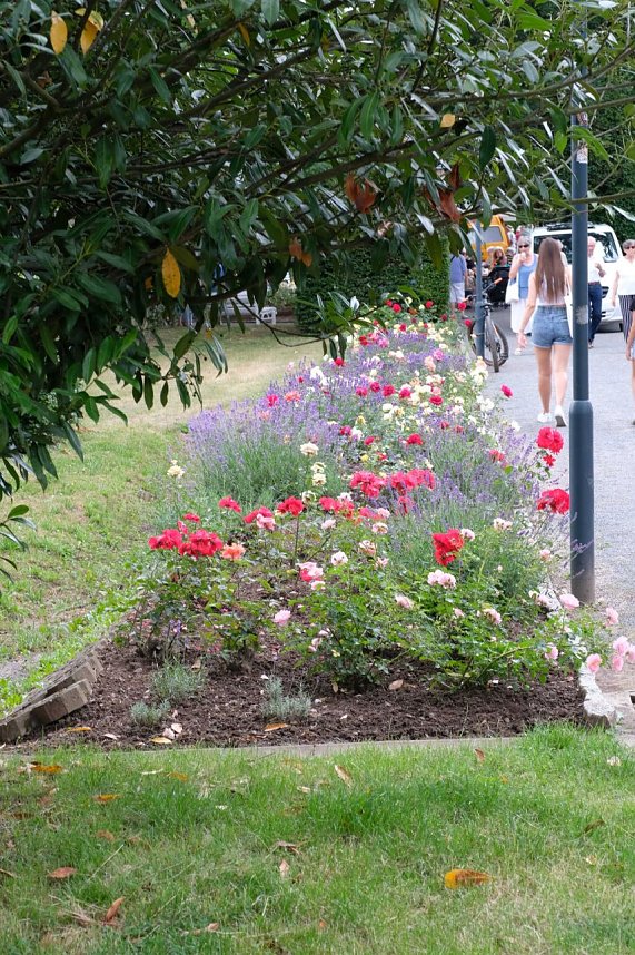 95. Jahre Rosengarten