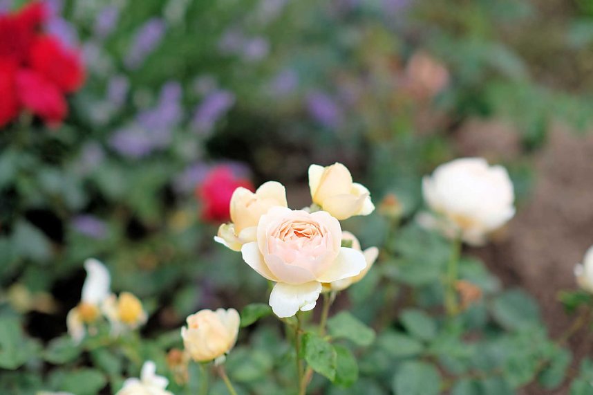 95. Jahre Rosengarten